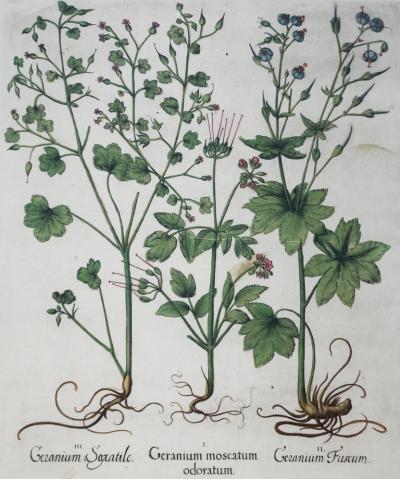 Basilius Besler BASILIUS BESLER 1561 1629 GERANIUM MOSCATUM ODORATUM