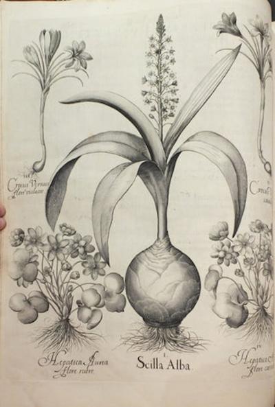 Basilius Besler BASILIUS BESLER 1561 1629 HORTUS EYSTETTENSIS 