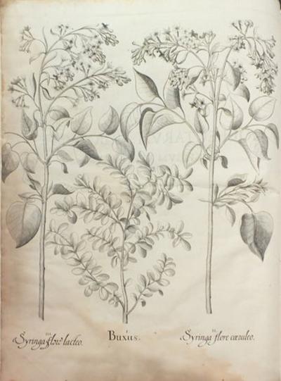 Basilius Besler BASILIUS BESLER 1561 1629 HORTUS EYSTETTENSIS 