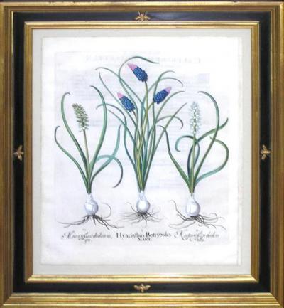 Basilius Besler BASILIUS BESLER 1561 1629 HYACINTHUS BOTRYOIDES MAIOR