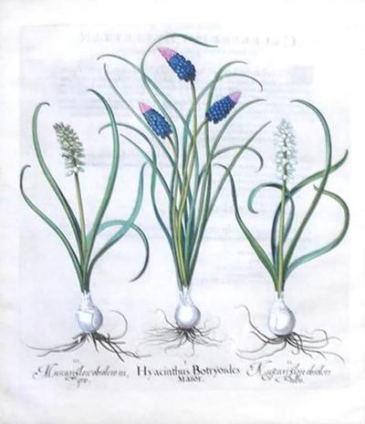 Basilius Besler BASILIUS BESLER 1561 1629 HYACINTHUS BOTRYOIDES MAIOR