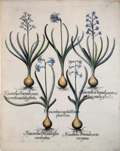 Basilius Besler BASILIUS BESLER 1561 1629 HYACINTHUS CANDIDISSIMUS PLENO FLORE