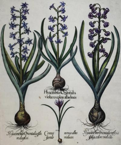 Basilius Besler BASILIUS BESLER 1561 1629 HYANCINTHUS ORIENTALIS VIOLACEO CALORE ALBISLINEIS