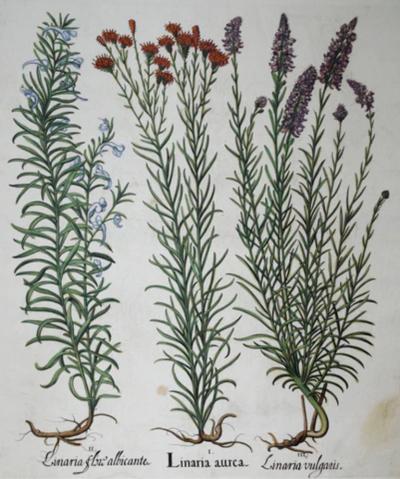 Basilius Besler BASILIUS BESLER 1561 1629 LINARIA AUREA