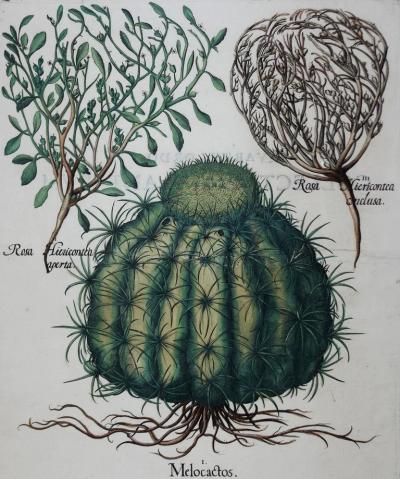 Basilius Besler BASILIUS BESLER 1561 1629 MELOCACTOS