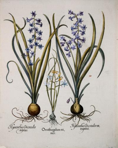 Basilius Besler BASILIUS BESLER 1561 1629 ORNITHOGALUM MINUS