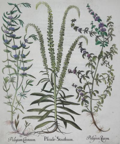 Basilius Besler BASILIUS BESLER 1561 1629 PLEUDO STRUTHIUM