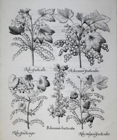 Basilius Besler BASILIUS BESLER 1561 1629 RIBESMINOR FRUCTURUBRO