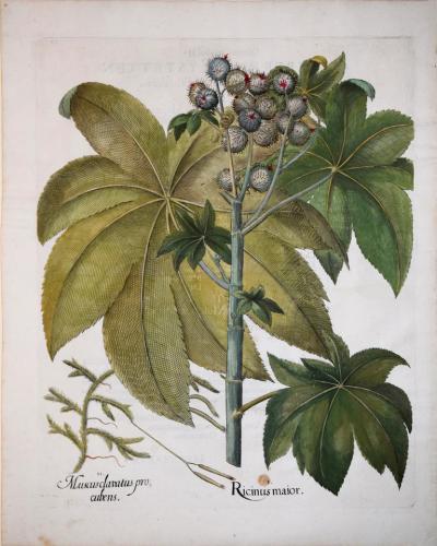 Basilius Besler BASILIUS BESLER 1561 1629 RICINUS MAJOR
