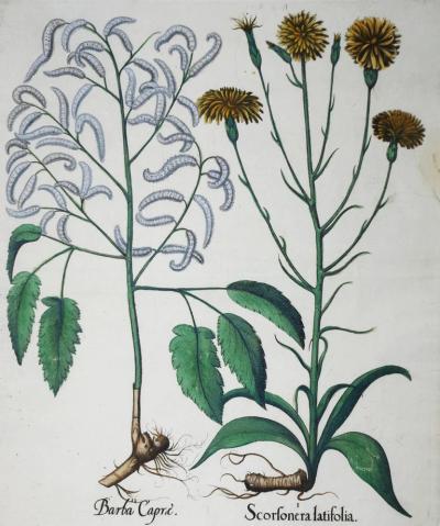 Basilius Besler BASILIUS BESLER 1561 1629 SCORFONERA LATIFOLIA