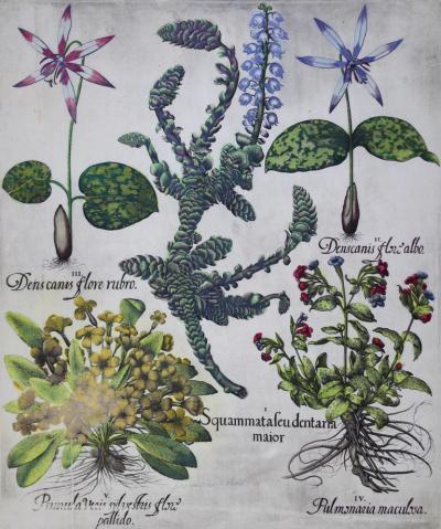 Basilius Besler BASILIUS BESLER 1561 1629 SQUAMMATAFEUDENTARIA MAJOR