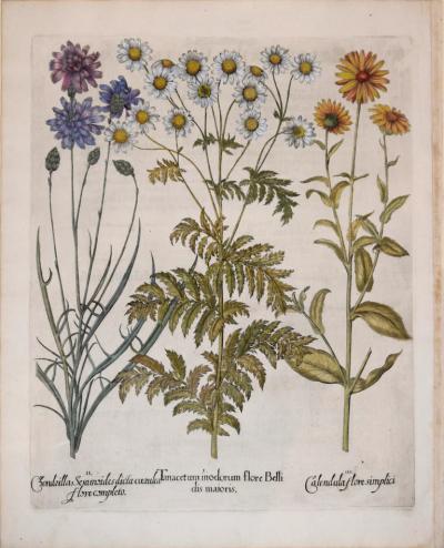Basilius Besler BASILIUS BESLER 1561 1629 TANACETUM MODORUM FLORE