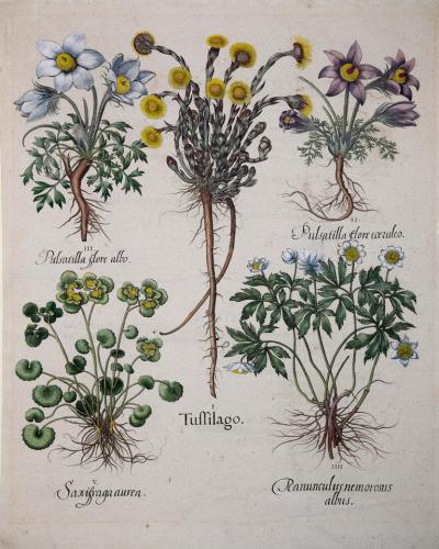 Basilius Besler BASILIUS BESLER 1561 1629 TUSSILAGO