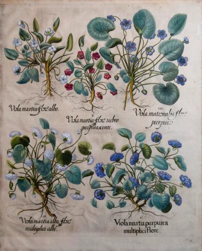 Basilius Besler BASILIUS BESLER 1561 1629 VISLA MARTIA FLORE UIBRO