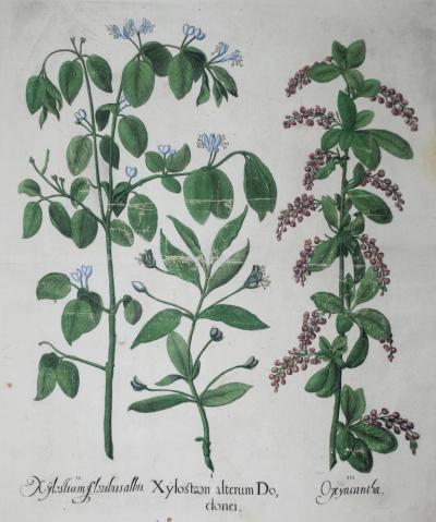 Basilius Besler BASILIUS BESLER 1561 1629 XYLOSTEOM ALTERUM DO DONEI