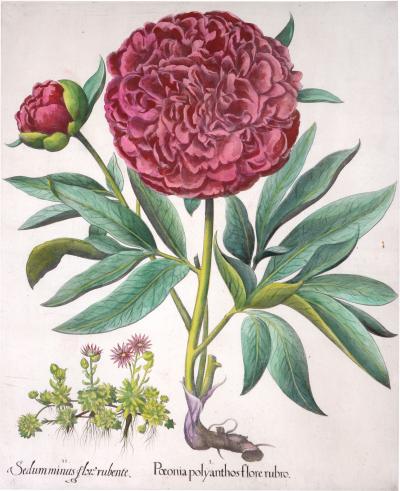 Basilius Besler Basilius Besler a set of Hand coloured Peonies copper engraved plates 1640