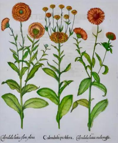 Basilius Besler Calendula Flowers An 18th Century Hand colored Botanical Engraving by B Besler
