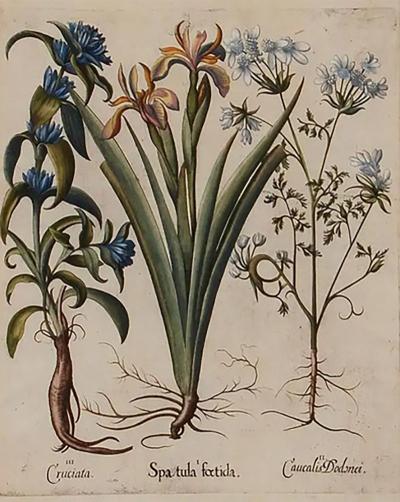 Basilius Besler Flowering Iris Other Botanicals Framed 17th C Besler Hand colored Engraving