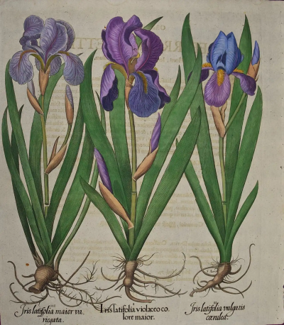 Basilius Besler Flowering Iris Plants An Early 18th C Besler Hand colored Botanical Engraving