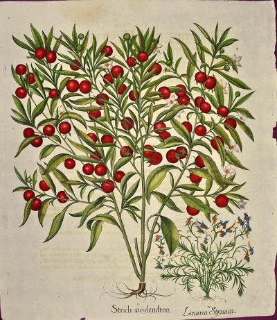 Basilius Besler Flowering Jerusalem Cherry Plants A Besler Hand colored Botanical Engraving