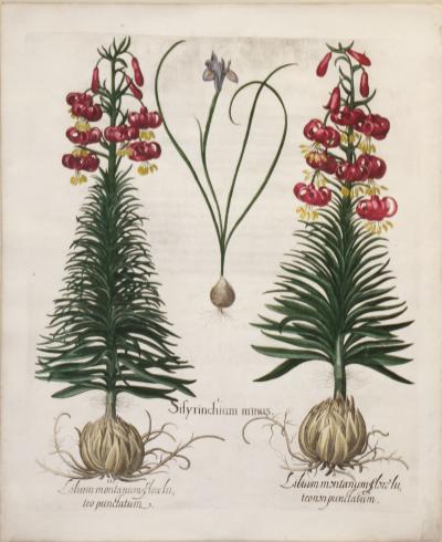 Botanical Prints