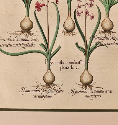Basilius Besler Page from Hortus Eystettensis 1613 