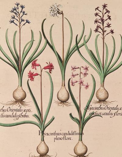 Basilius Besler Page from Hortus Eystettensis 1613 