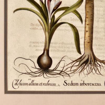 Basilius Besler Page from Hortus Eystettensis 1613 