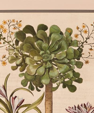 Basilius Besler Page from Hortus Eystettensis 1613 