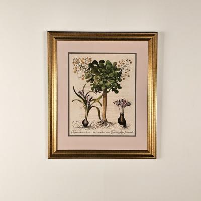 Basilius Besler Page from Hortus Eystettensis 1613 