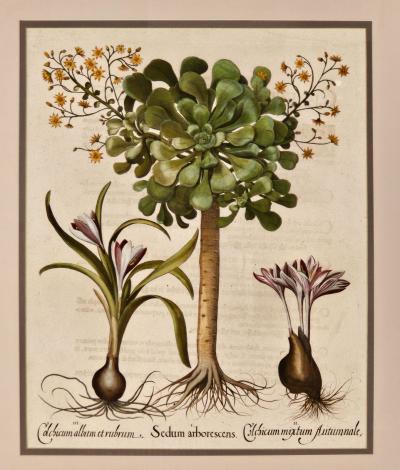 Basilius Besler Page from Hortus Eystettensis 1613 