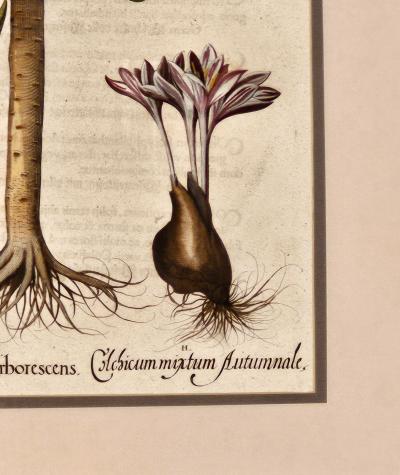 Basilius Besler Page from Hortus Eystettensis 1613 