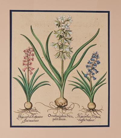 Basilius Besler Page from Hortus Eystettensis 1613 