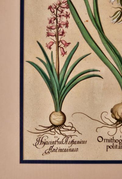 Basilius Besler Page from Hortus Eystettensis 1613 