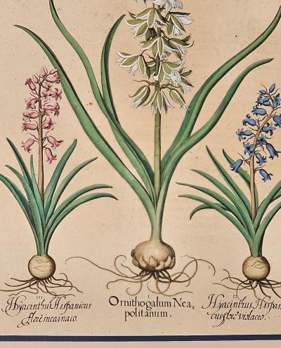 Basilius Besler Page from Hortus Eystettensis 1613 