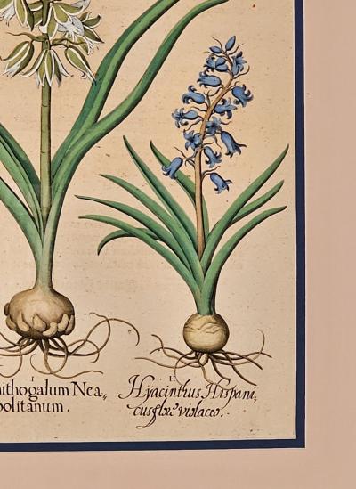 Basilius Besler Page from Hortus Eystettensis 1613 