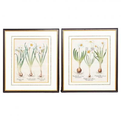 Basilius Besler Pair of Basilius Besler Narcissus Engravings