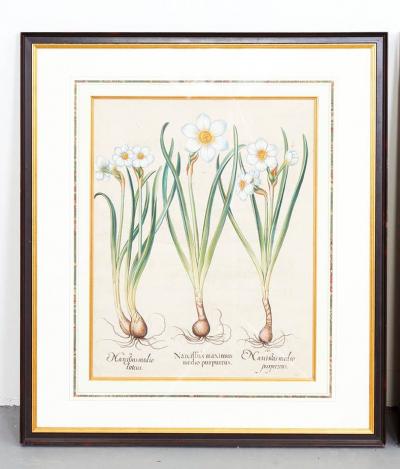 Basilius Besler Pair of Basilius Besler Narcissus Engravings
