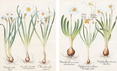 Basilius Besler Pair of Basilius Besler Narcissus Engravings