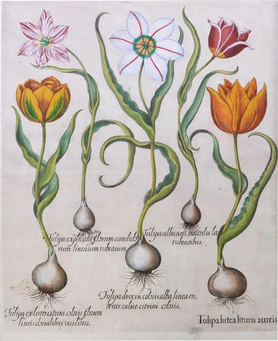 Basilius Besler Tulips by Basilius BESLER