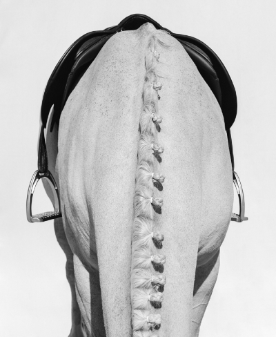Beau Simmons The Equestrian Collection Showtime