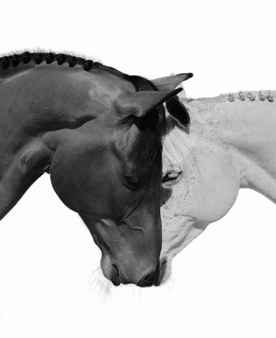 Beau Simmons The Equestrian Collection Together As One