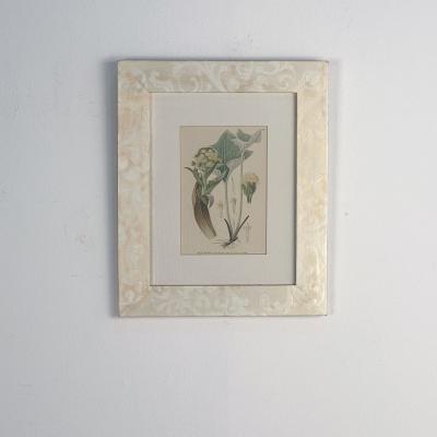 Beautifully Framed Antique Botanical
