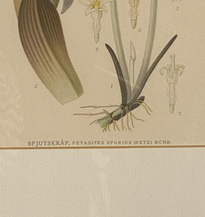 Beautifully Framed Antique Botanical