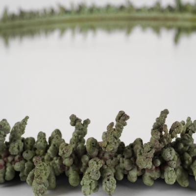 Benjamin Pagart CORAL GREEN MIRROR XL 72