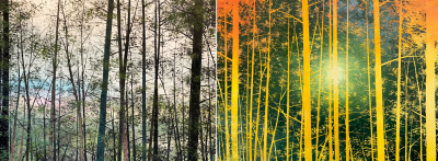 Beno t Trimborn Foretdiptyque 2025