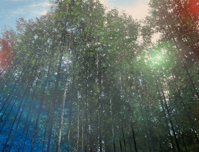 Beno t Trimborn Variations sur une foret 2025