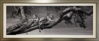 Beverly Joubert Ruling from the Tree Tops Kenya