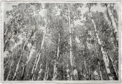Bill Claps Aspen Canopy 