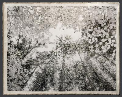 Bill Claps Forest Canopy Pacific Spirit Park II